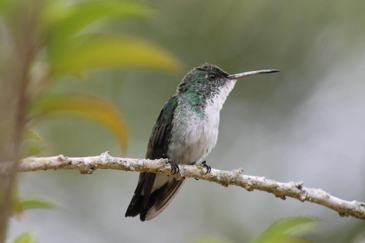 Pousada Colibri Morro de Sao Paulo Luaran gambar